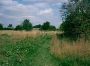 The meadow